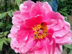 牡丹-沈阳植物园