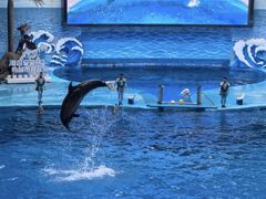 -海合安成都极地海洋公园