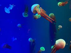 -成都浩海立方海洋公园