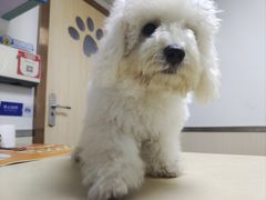 -宠颐生宠物医院外科·内科·皮肤科·影像科(石龙店)