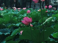 -四川大学(望江校区)