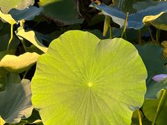 -羊亭河湿地公园