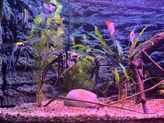-上海海洋水族馆