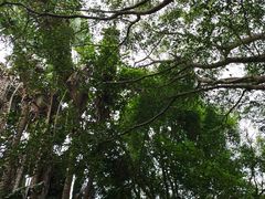 -海南热带野生动植物园