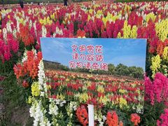 -春花秋色城市公园