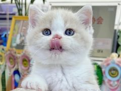 -小猫来了·猫咪专售(红山六九七九店)