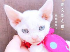 -十年猫舍·猫咪专门店(普陀店)