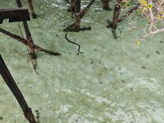 -卡帕莱度假村(西巴丹岛)