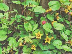 -桤木河湿地公园