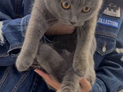 -纳吉亚猫专科动物医院·北北分院