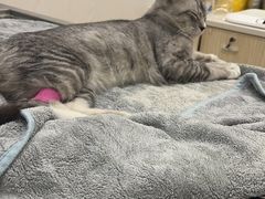 -凯特喵百思猫专科医院