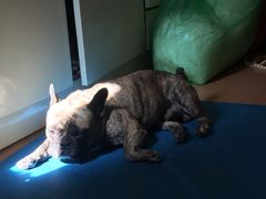 -利又安动物医院··老年病·猫科犬科·中兽医