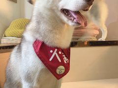 -Husky Go! 哈士奇体验馆·宠物咖啡厅狗咖