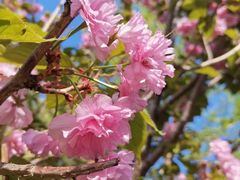 -长白岛森林公园