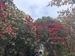 -贵州百里杜鹃风景名胜区