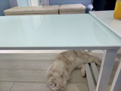 -喵的天空名猫咖啡馆·撸猫·猫舍·用品