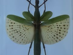 -上海昆虫博物馆