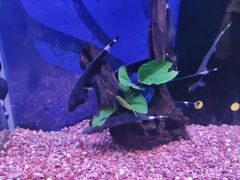 -沙沙哗啦海洋馆(华宇百花谷店)