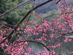 -重庆彩云湖湿地公园