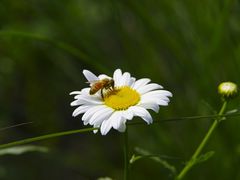 -花开海上生态园