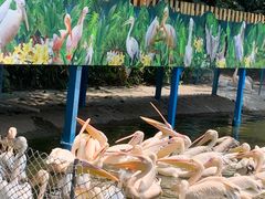 -广州长隆飞鸟乐园