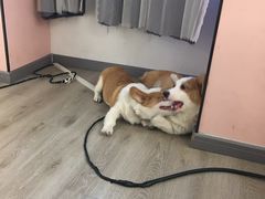 -浣熊柯尔鸭土拨鼠·电玩咖