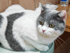 -MOCHA明星猫咖(田子坊店)
