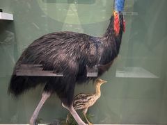 -国家自然博物馆