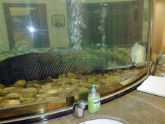 男WC的鱼-肇庆奥威斯酒店