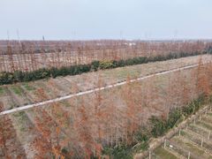 -上海长兴岛郊野公园