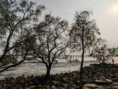 -宝安西湾红树林湿地公园