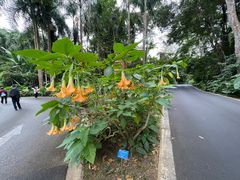 -西双版纳原始森林公园