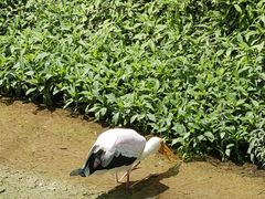 -吉隆坡雀鸟公园
