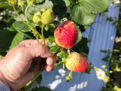 -惠州金海湾嘉华度假酒店