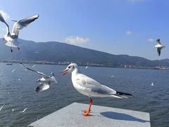 -海埂大坝
