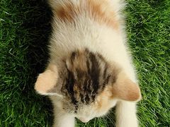 -庞各庄翠芳园西瓜蔬菜基地采摘园