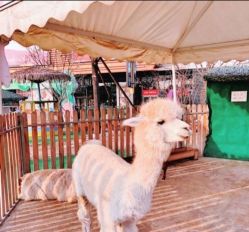 -萌宠亲子动物乐园(槐房万达店)