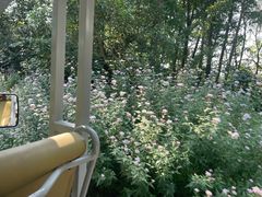-上海滨江森林公园