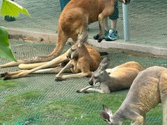 -西霞口神雕山野生动物世界