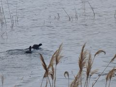 -野鸭湖国家湿地公园