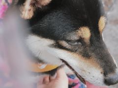 -柴犬高等学院·狗咖·柴犬售卖·宠物训练