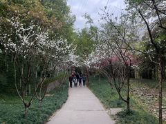 -重庆彩云湖湿地公园