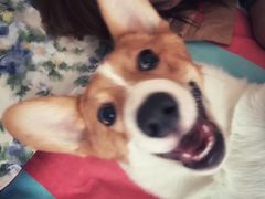 -A猫a狗全科·犬猫异宠·芥西宠物医院(南开总院)