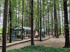 -日照海滨国家森林公园