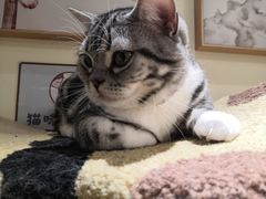 -猫和宫(六道口店)