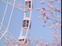 -顾村公园