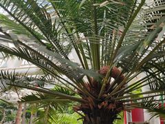 -石家庄市植物园