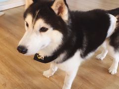 -Husky Go! 哈士奇体验馆·宠物咖啡厅狗咖