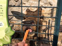 -大连森林动物园