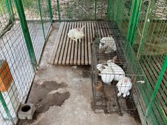 -成都安仁福朋喜来登酒店